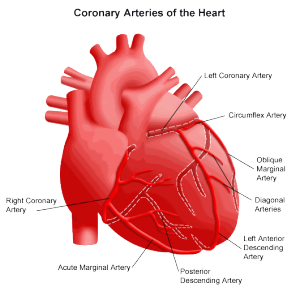 The coronary arteries of the heart